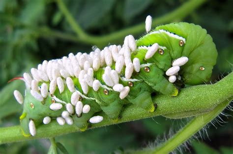 Hornworm Covered In Wasp Cocoons Covered In Small Cocoons  Flickr