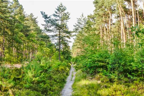 Definition of bos (entry 2 of 2). Boswandeling doorheen het Pijnven (7 km) - Week van het ...