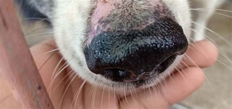 What Does It Mean If My Dogs Nose Is Dry