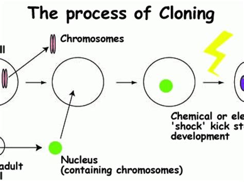 Human Cloning Part 2 The Process Of Animal Cloning Science Features