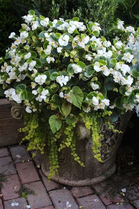 Begonias Creeping Jennyin A Composite Super Reproduction Container