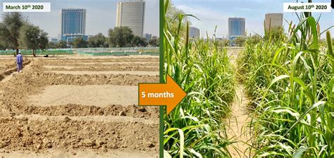 Here you'll find information about their funding, investors and team. Desert Control - making earth green again | SDG Startups