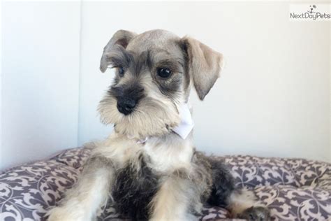 Instead, you can help save the life of abandon dog or puppy by adopting. Schnauzer, Miniature puppy for sale near San Diego, California | 620ce0b5-7f51