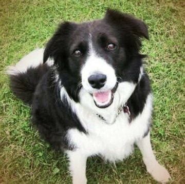Browse aussie breeders in pa, as well as indiana, new york, ohio. What is the price of a Border Collie puppy in India? - Quora