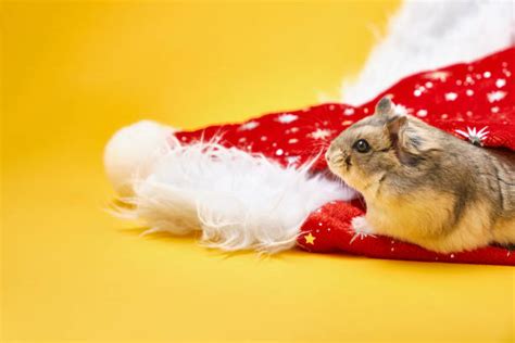 Hamster Christmas Stock Photos Pictures And Royalty Free Images Istock