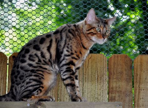 Find a bengal on gumtree, the #1 site for cats & kittens for sale classifieds ads in the uk. Bengal Cat Studs | Available Bengal Kittens | Royal Bengals