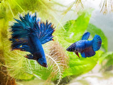 Female Betta Fish Anatomy All You Need To Know