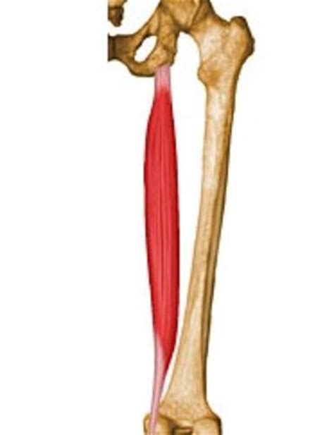 Músculos Isquiotibiales ¿cuáles Son Anatomía Funciones Y Más