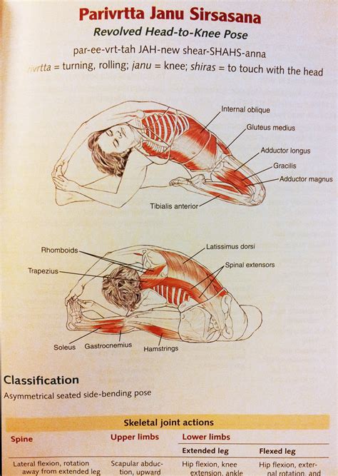 Stay in the pose anywhere from 1 to 3 minutes. Anatomy Ofsirsasana Pose : Yoga Posture Clinic Revolved ...