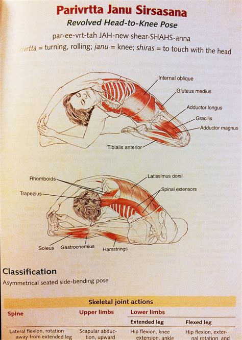 Check spelling or type a new query. Anatomy Ofsirsasana Pose : Yoga Posture Clinic Revolved ...