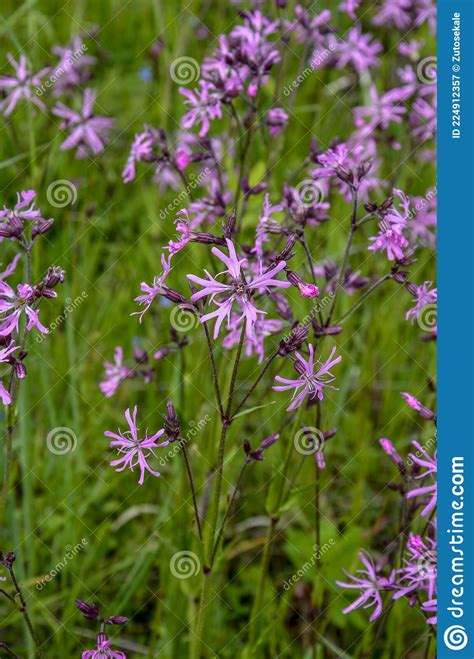 Flowers Of Ragged Robin Lychnis Flos Cuculi Stock Image Image Of