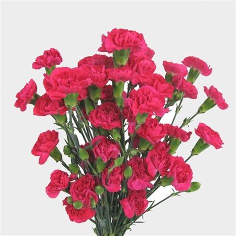 Hot Pink Mini Carnation Flower Wholesale Blooms By The Box
