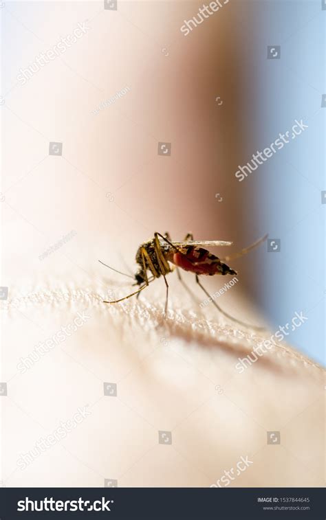 Dangerous Malaria Infected Mosquito Bite Encephalitis Stock Photo