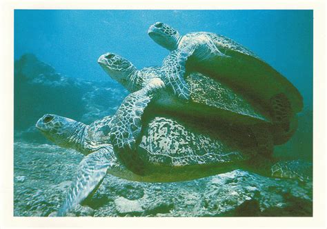 3's not a crowd! Turtle Love!! | Turtle, Tortoise turtle, Turtle love