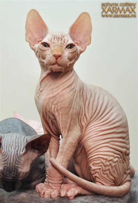Sphynx is a 2 yr old male cat who was purchased from petsmart. Xarmax - Graduates, Sphynx kittens for sale, hairless ...