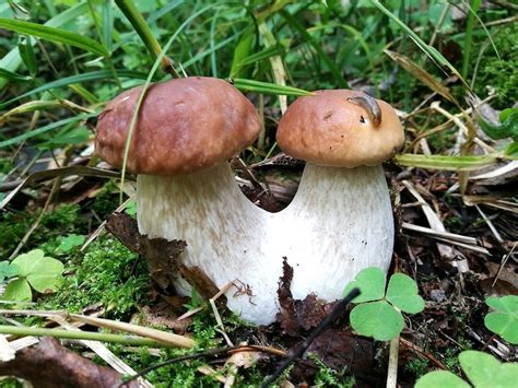 Two epidemiological studies found that higher mushroom intake had protective effects on the brain in older adults. Grzyby - które niejadalne lub trujące? Gdzie nie zbierać ...