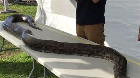 Record 17 Foot Python Caught In Everglades