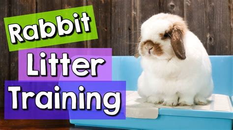 8 Rabbit Litter Training Tips And Best Litter Boxes Youtube