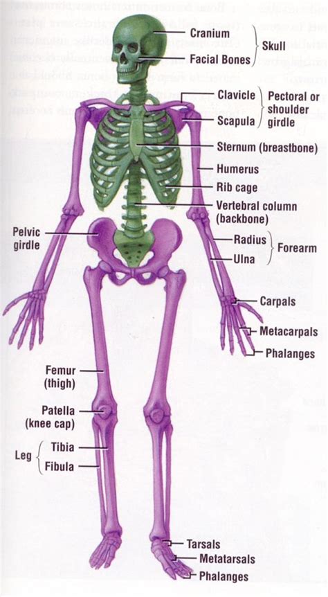 Basics Of The Human Skeletal System In