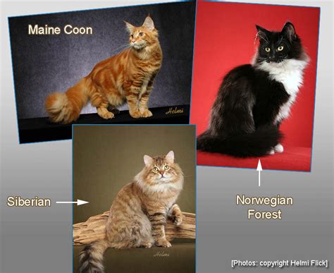 Are Maine Coons And Norwegian Forest Cats Related