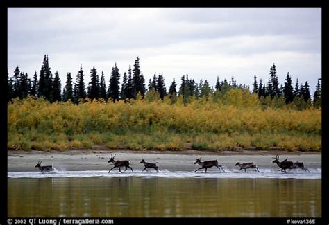 Picturephoto Caribou Crossing The Kobuk River During Their Fall