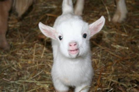 Find pygmy goats in livestock | find livestock locally for sale or adoption in ontario : Baby Pygmy Goats for Sale | Miniature Pygmy Goats for Sale ...