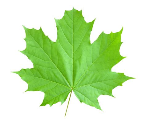 Maple Leaf Png Transparent Image Real Canadian Maple Clip Art Library