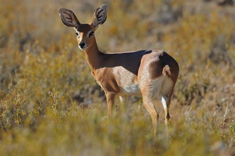 Animals In Namibia Namibian Animals And Wildlife In