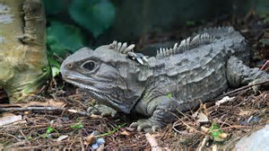 Image result for a new zealand tuatara