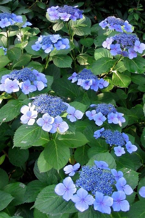15 blue hydrangea varieties to choose from artofit