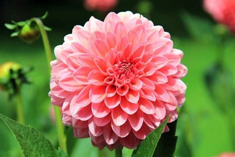 35 Types Of Pink Flowers With Pictures Grea Vision