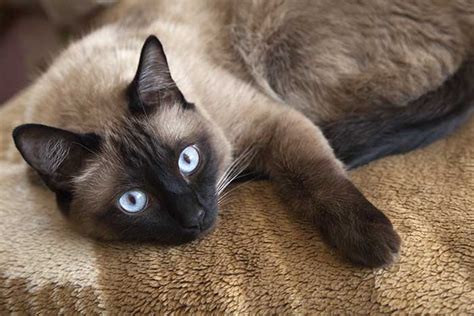 Siamese Cat Price Uk Very Simple Choice Podcast Pictures Gallery