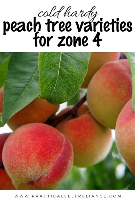 Learn about fruit tree growing in. Cold Hardy Peach Trees for Zone 4 in 2020 | Peach trees ...
