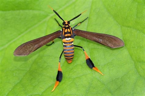 Texas Wasp Moth This Male Texas Wasp Moth Horama Panthalo Flickr