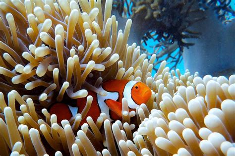 Take A Virtual Dive Through The Great Barrier Reef With David