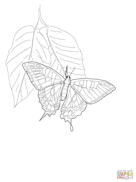 Tiger Swallowtail Butterfly Coloring Page Coloring Pages