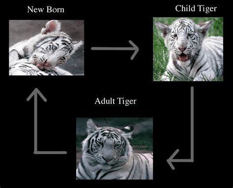 Life Cycle White Tiger World