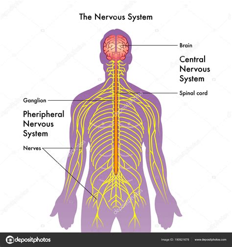 Sistema Nervioso Humano Ilustración Vectorial Vector De Stock