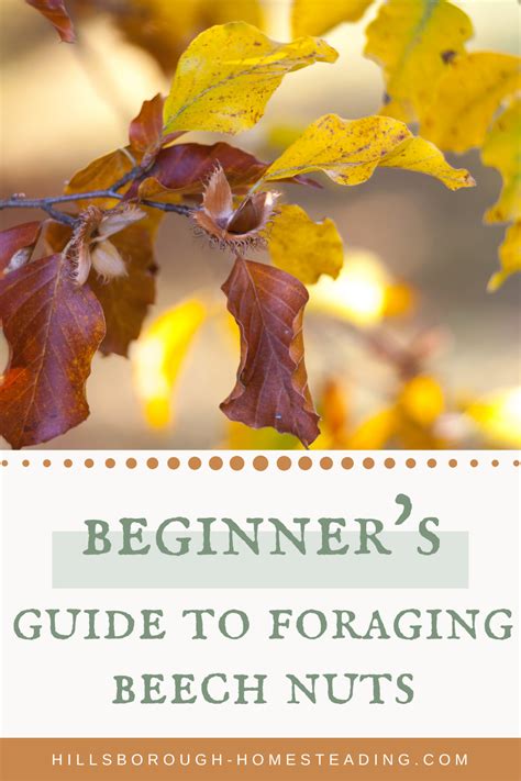 How To Forage For Beech Nuts In 2021 Foraging Wild Edibles Wild