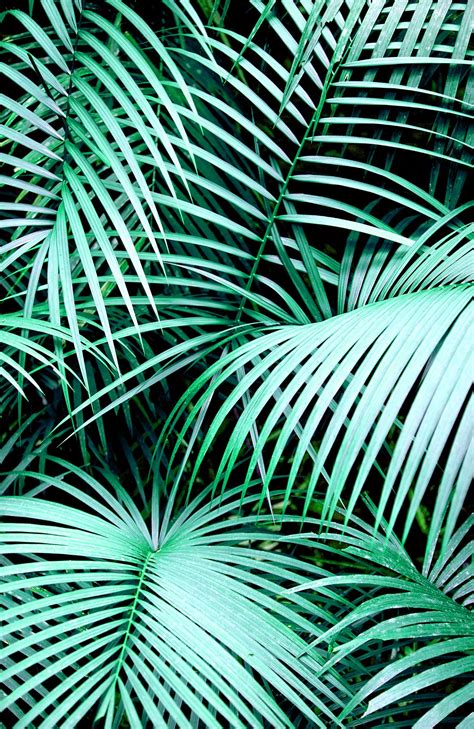 Parlor palms grow to between 6 and 10 ft. Aesthetic Palm Tree Phone Wallpapers - Top Free Aesthetic ...