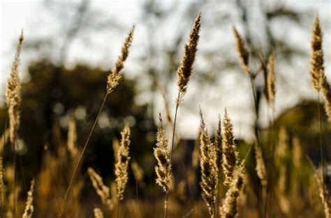 Premium Photo Reeds Swinging In The Wind In The Backlight Of Sunset