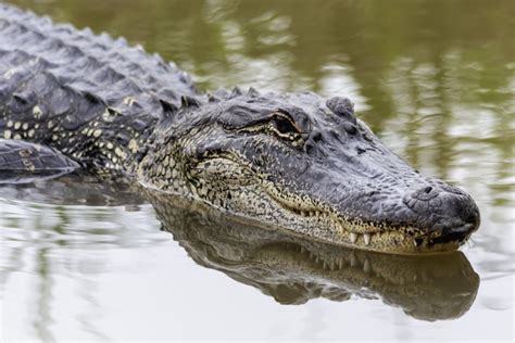 Huge Cannibal Alligator Filmed Tenderizing Smaller Gator In Florida Spring