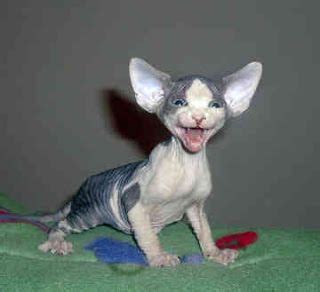 An unusual feature of the egyptian hairless cat is that it sweats. Hairless Cat Egypt | Best Cat Wallpaper