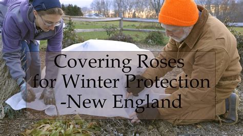 Winter Protection For Roses In New England Youtube