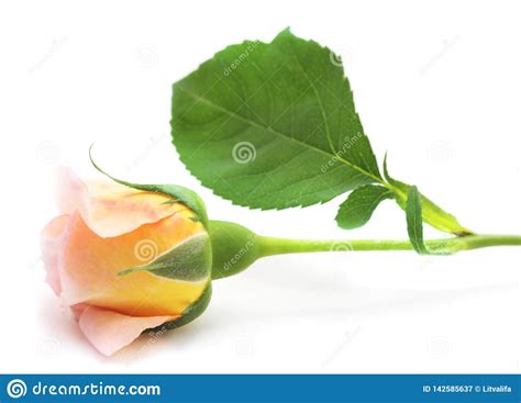 Beautiful Pink Roses Stock Image Image Of Cute Nature 142585637