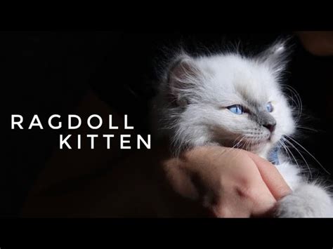 Where To Buy Ragdoll Kittens 10 Things You Should Know About Ragdoll
