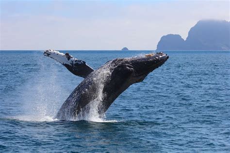 Alaska Whale Watching Tours Discover The World