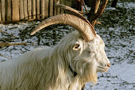 Horn Goat Horns White Billy Goat Bock Animal 12 Inch By 18 Inch