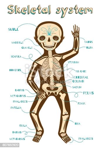 Vector Cartoon Illustration Of Human Skeletal System For Kids Stock Vector Art 607652920 Istock