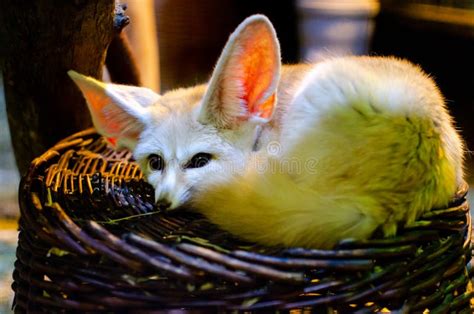 The Fennec Fox Or Fennec Vulpes Zerda Is A Small Crepuscular Fox